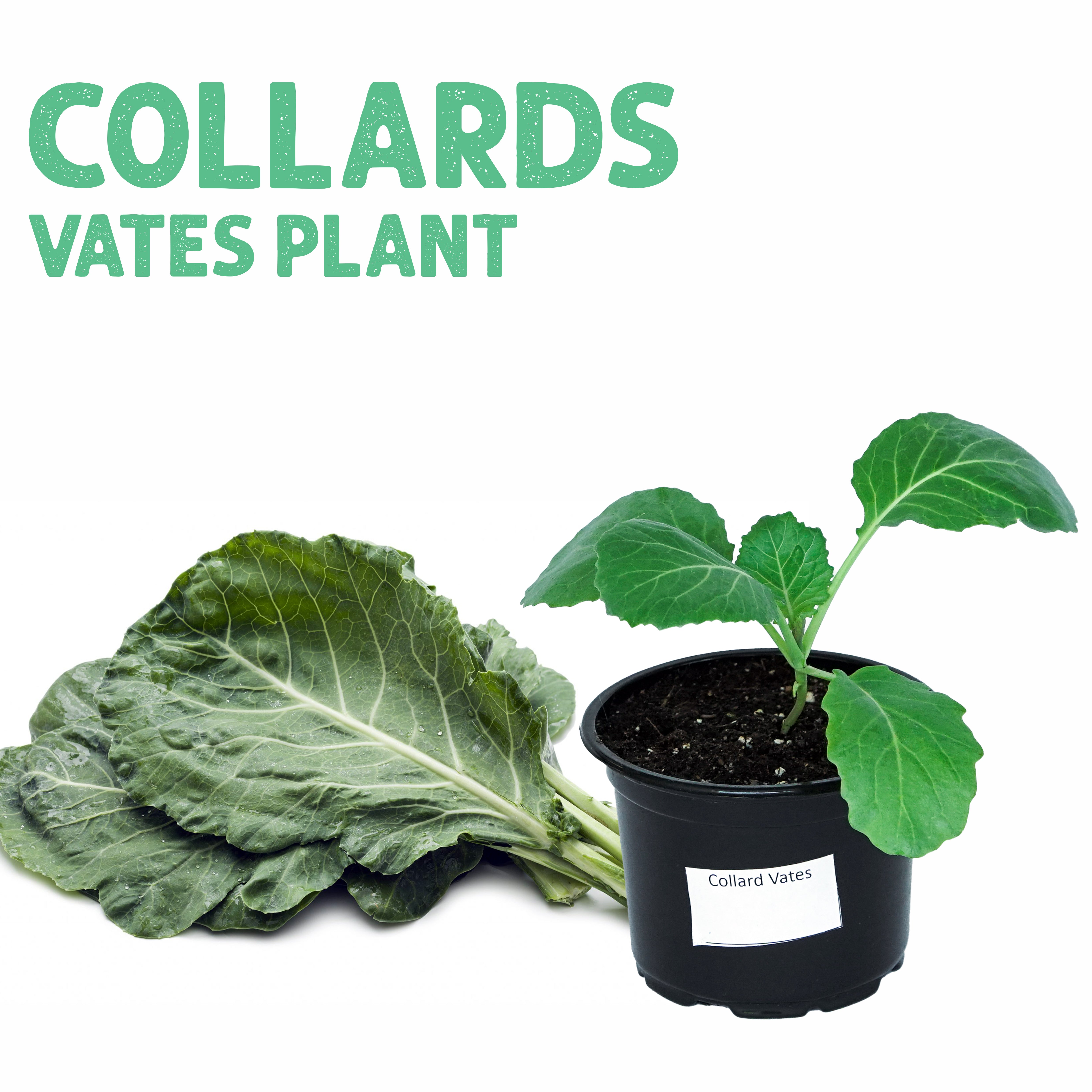 Collard Vates Plant