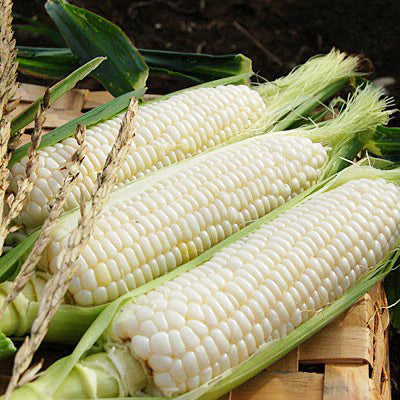 White Milky Super Sweet Corn (10pcs)