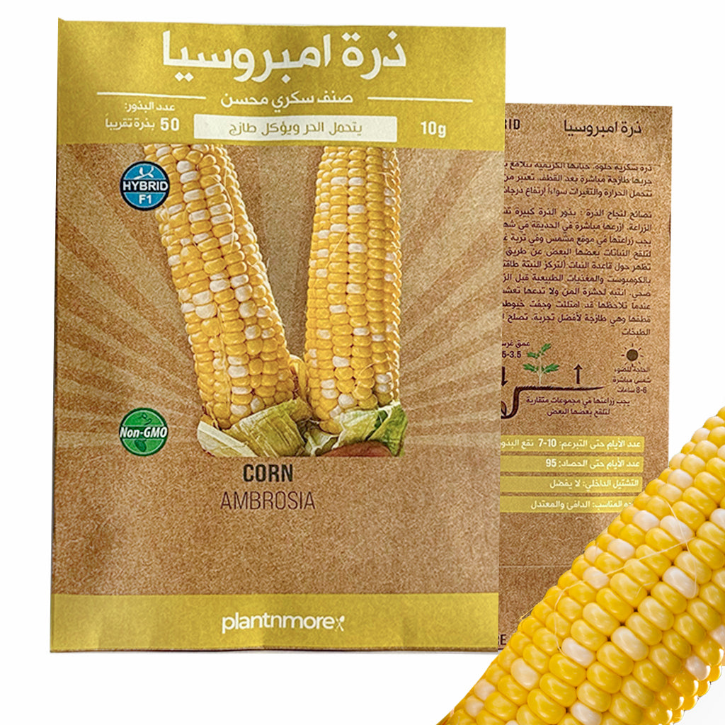 Corn Ambrosia