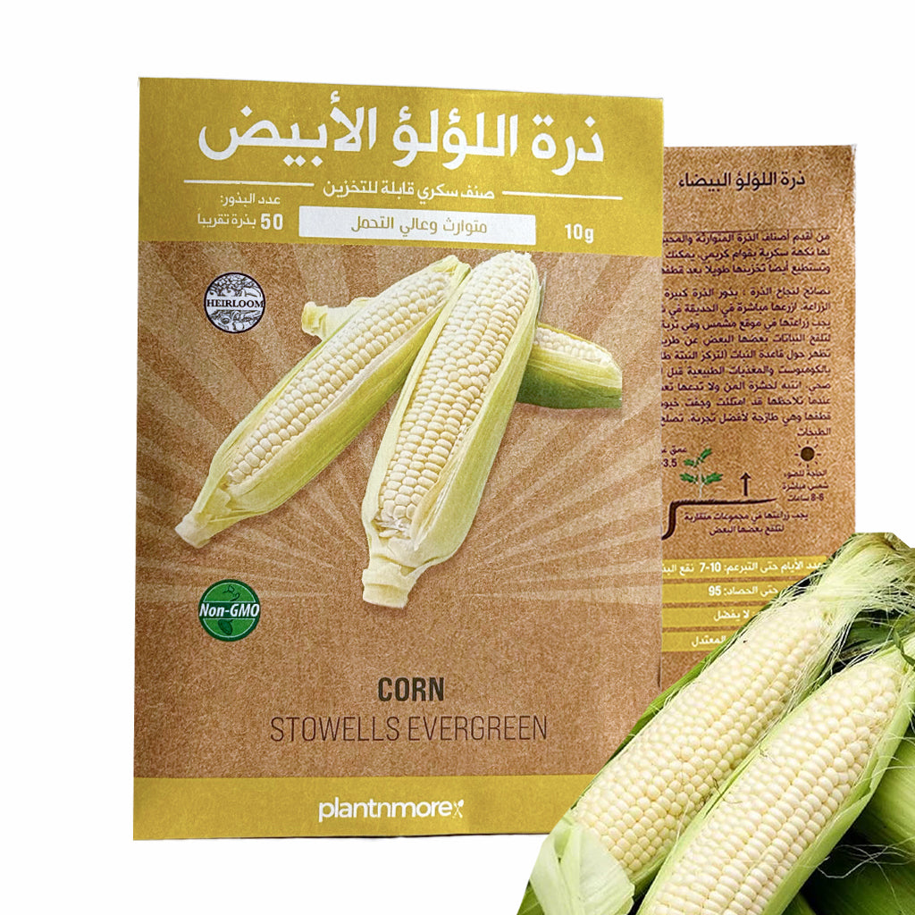Corn Stowells Evergreen