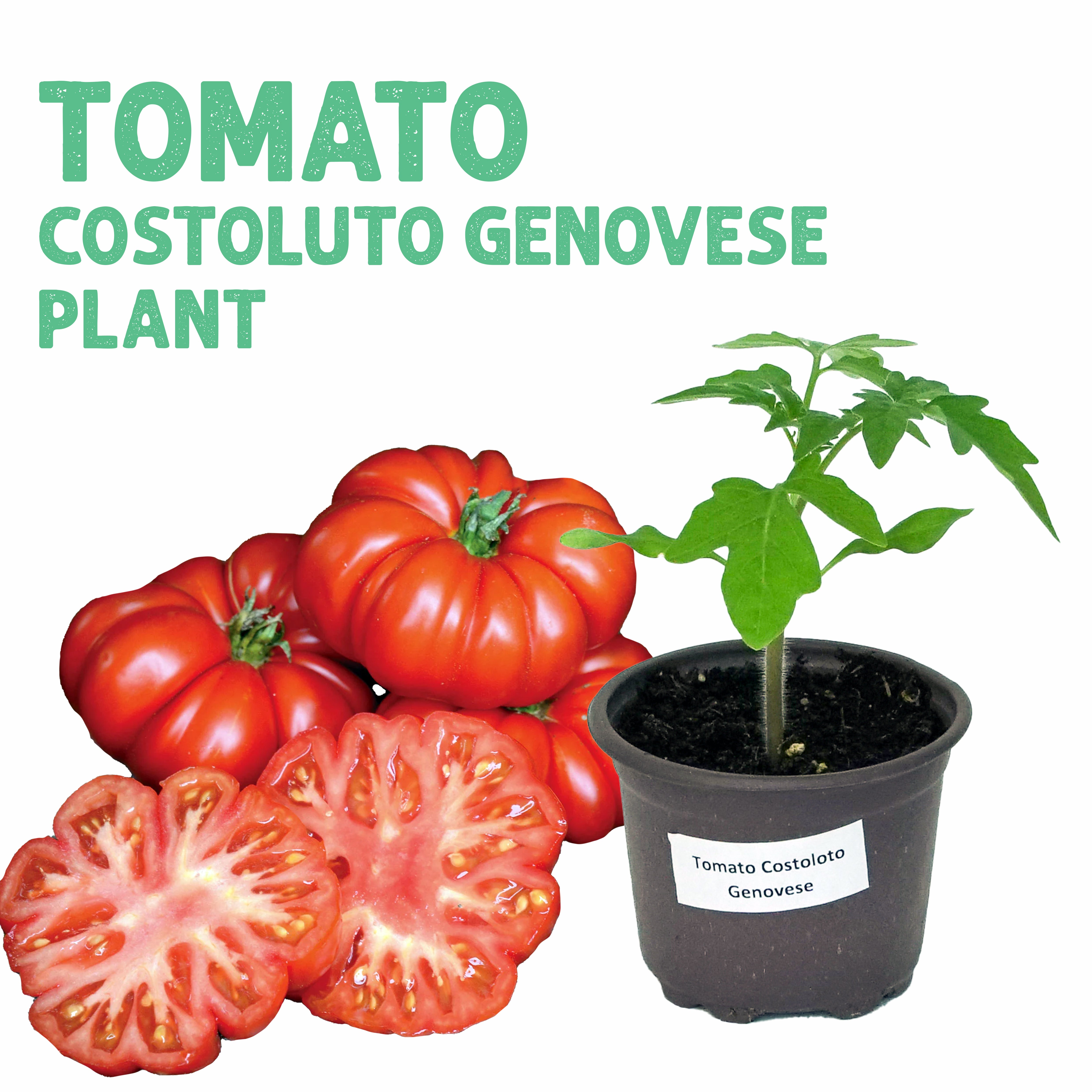 Tomato Costoluto Plant