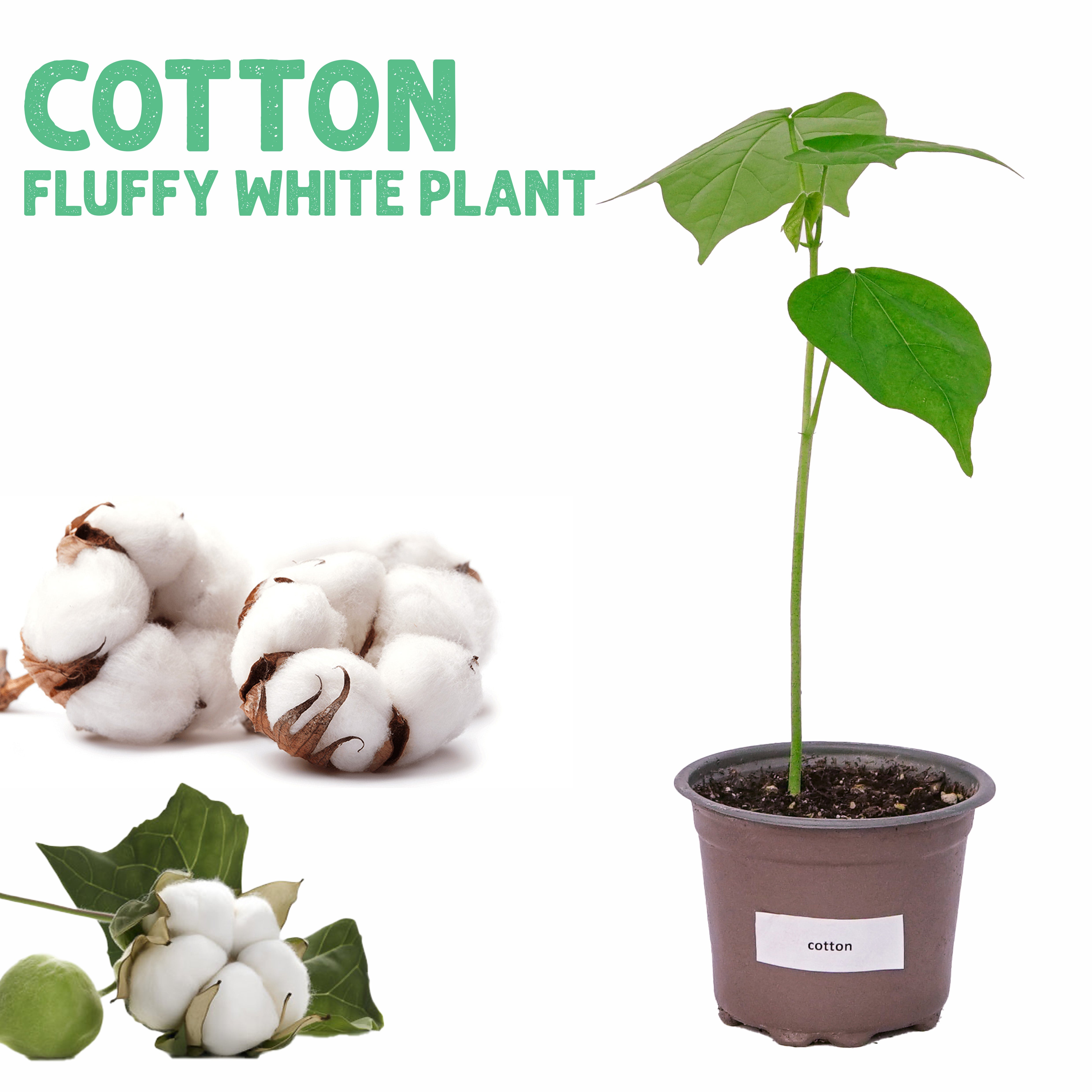 Cotton Fluffy White Plant