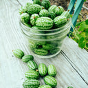 Cucamelon Mexican Cucumber