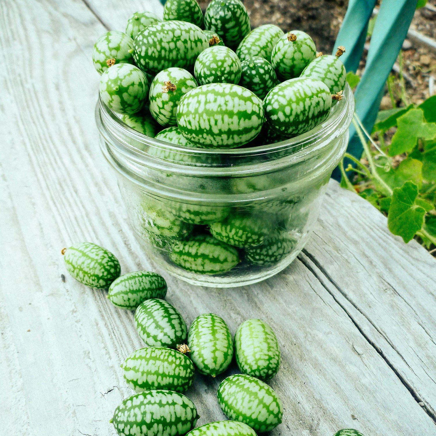 Cucamelon Mexican Cucumber
