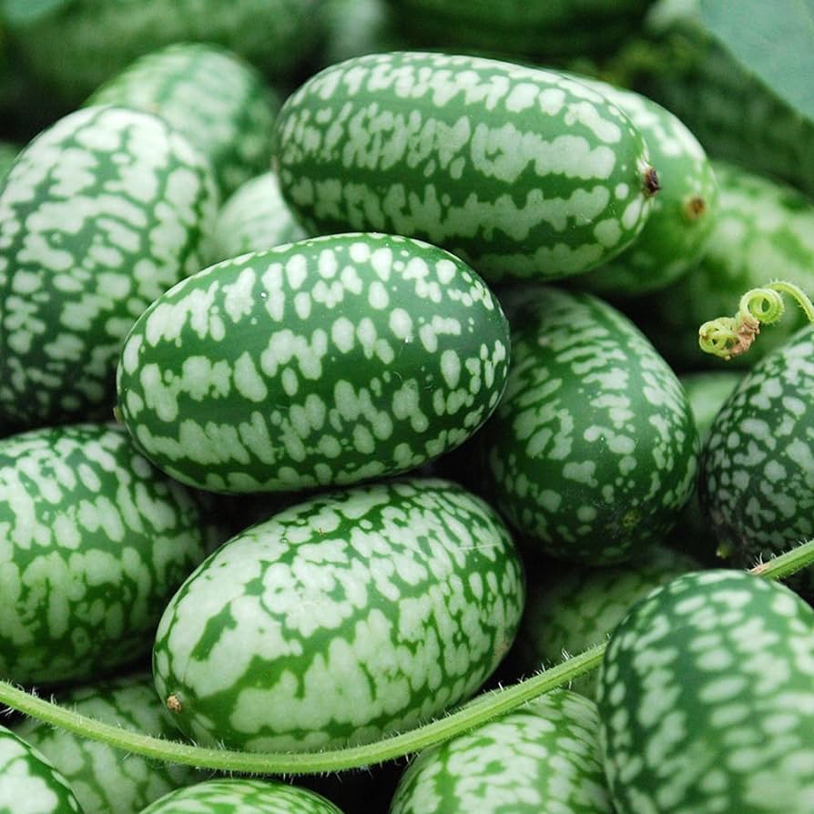 Cucamelon (Cucumber Melon)