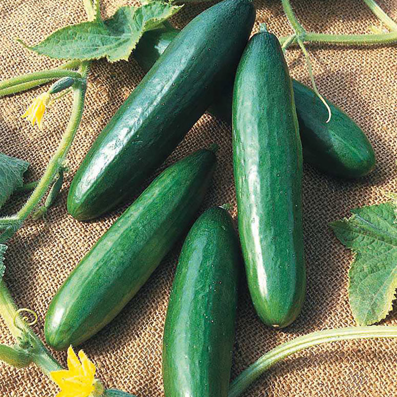 Cucumber Diva
