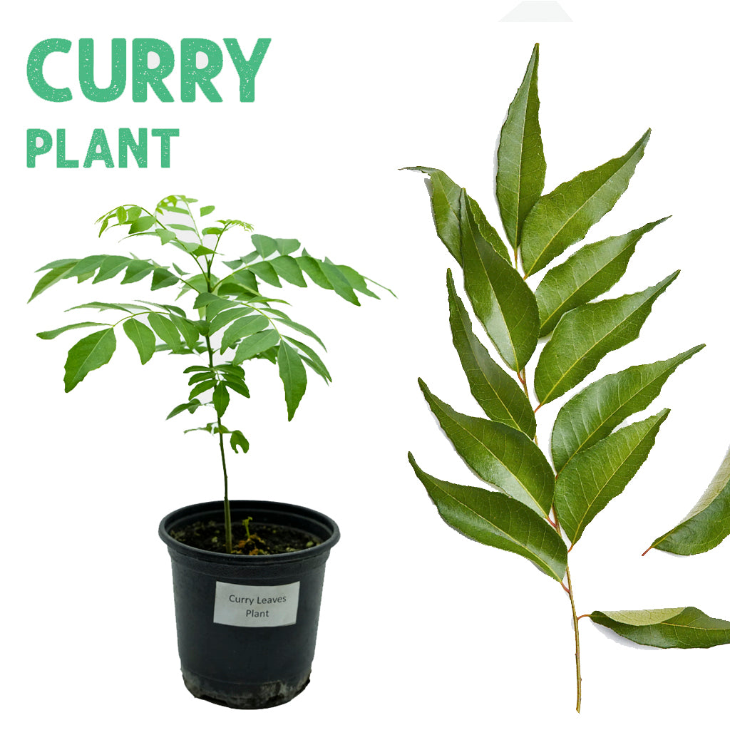 Curry Patta Plant Large