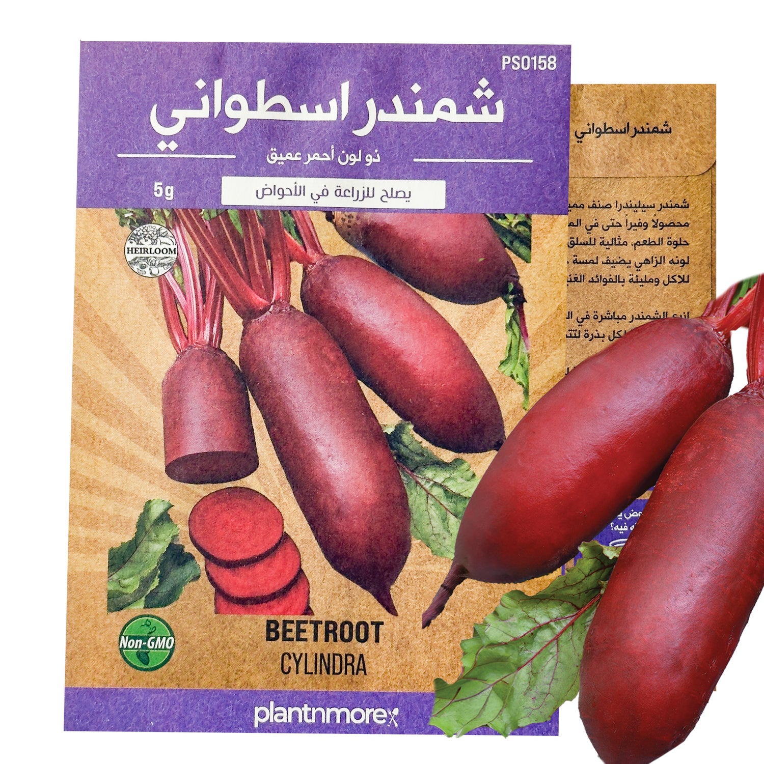 شمندر اسطواني