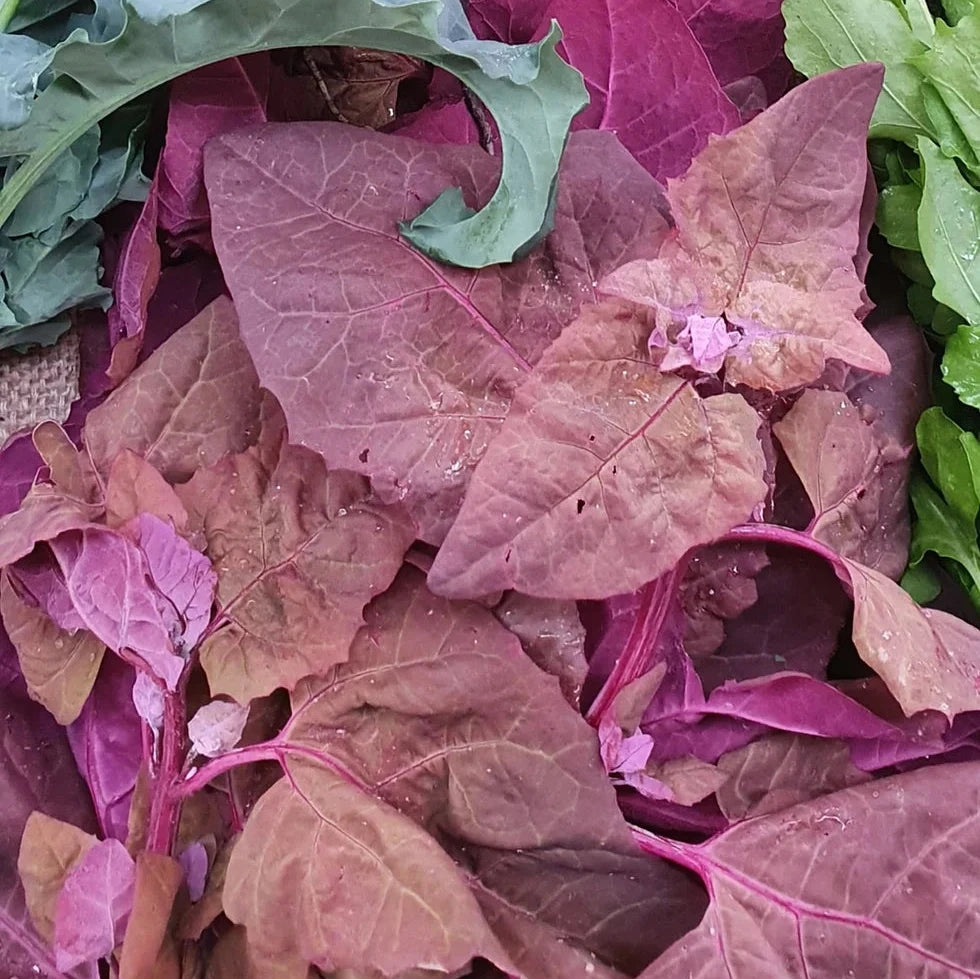 Purple Orach