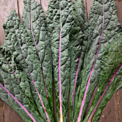 Kale Dazzling Blue