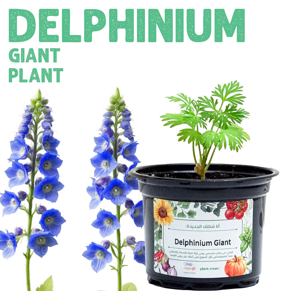 شتلة دلفينيوم جاينت