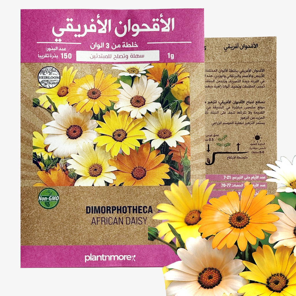 Dimorphotheca African Daisy