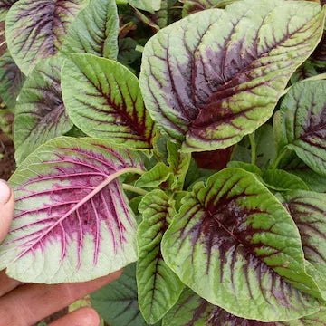 Amaranth Verigated Plant