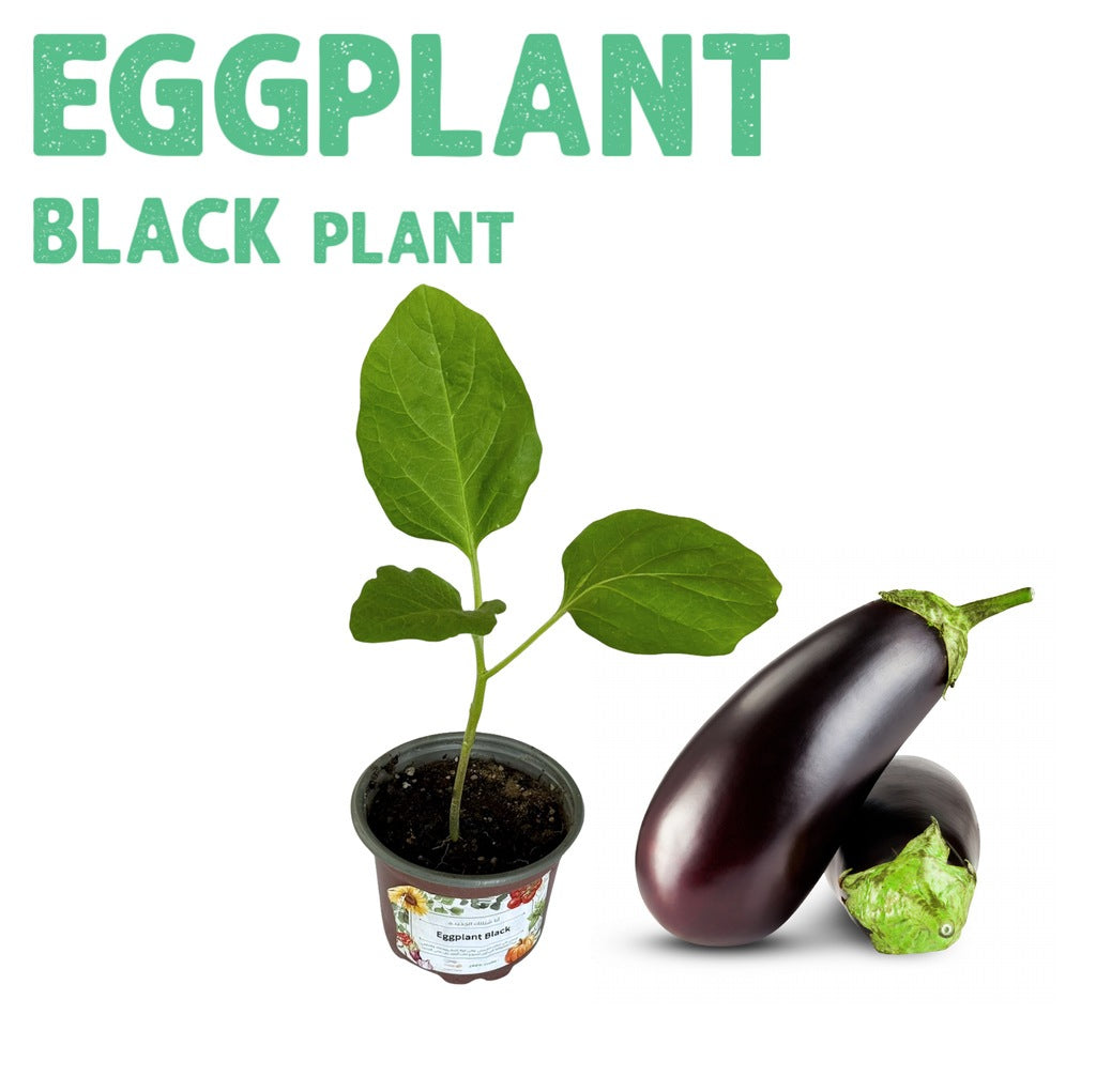 Eggplant Black Plant