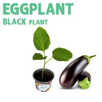 Eggplant Black Plant