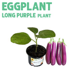 Eggplant Long Purple Plant