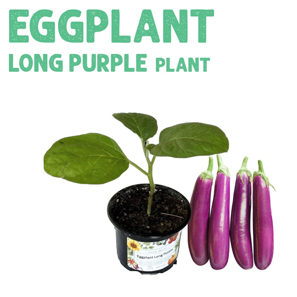 Eggplant Long Purple Plant