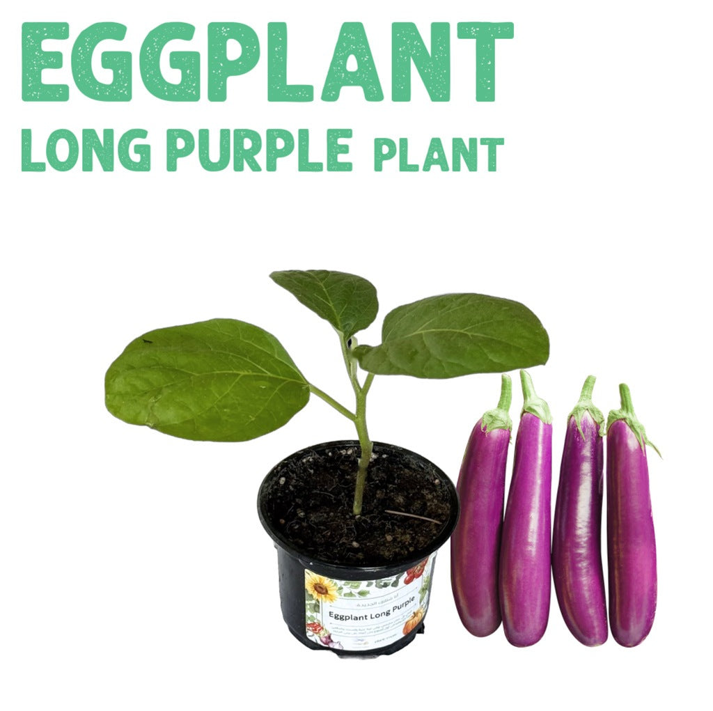 Eggplant Long Purple Plant