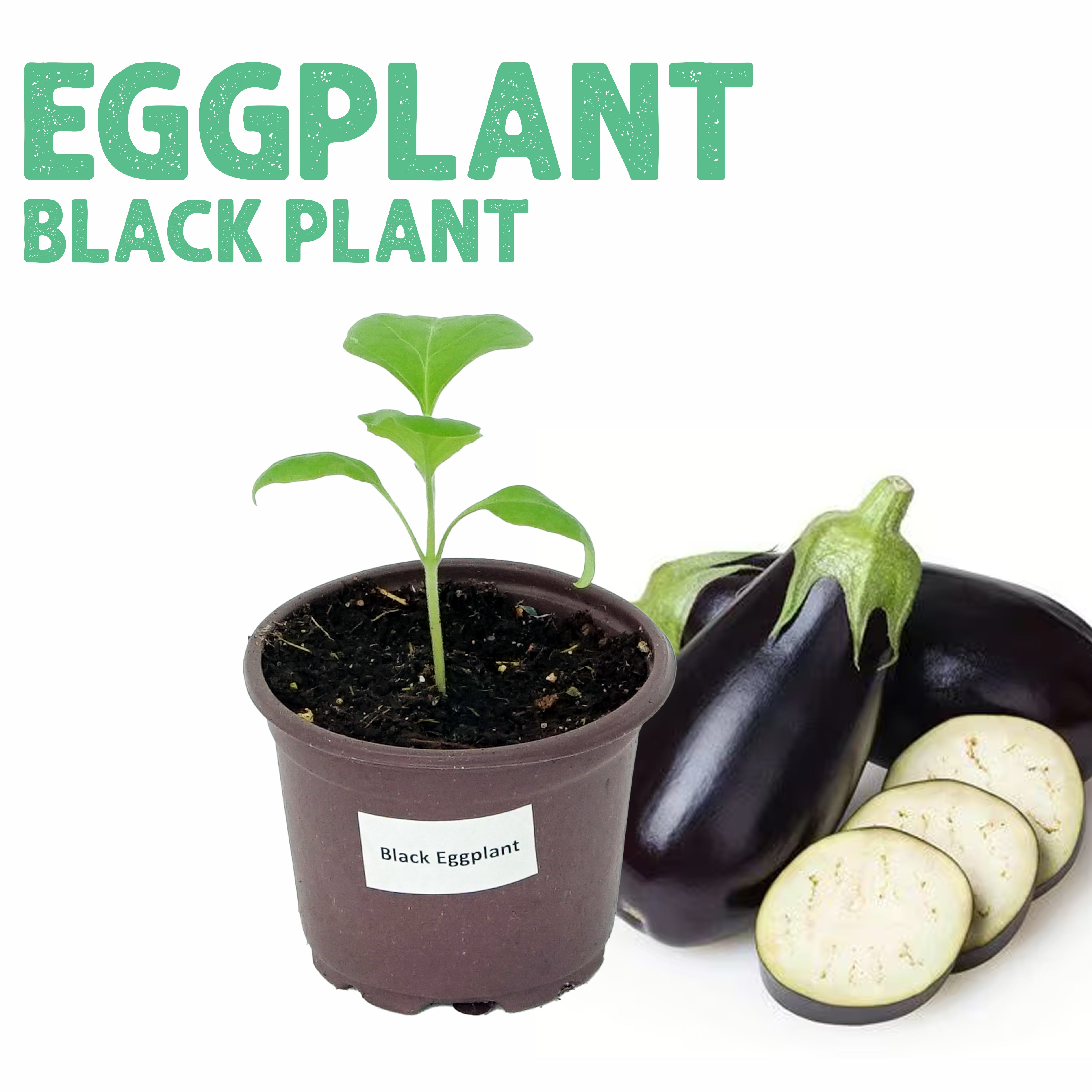 Eggplant Black Plant