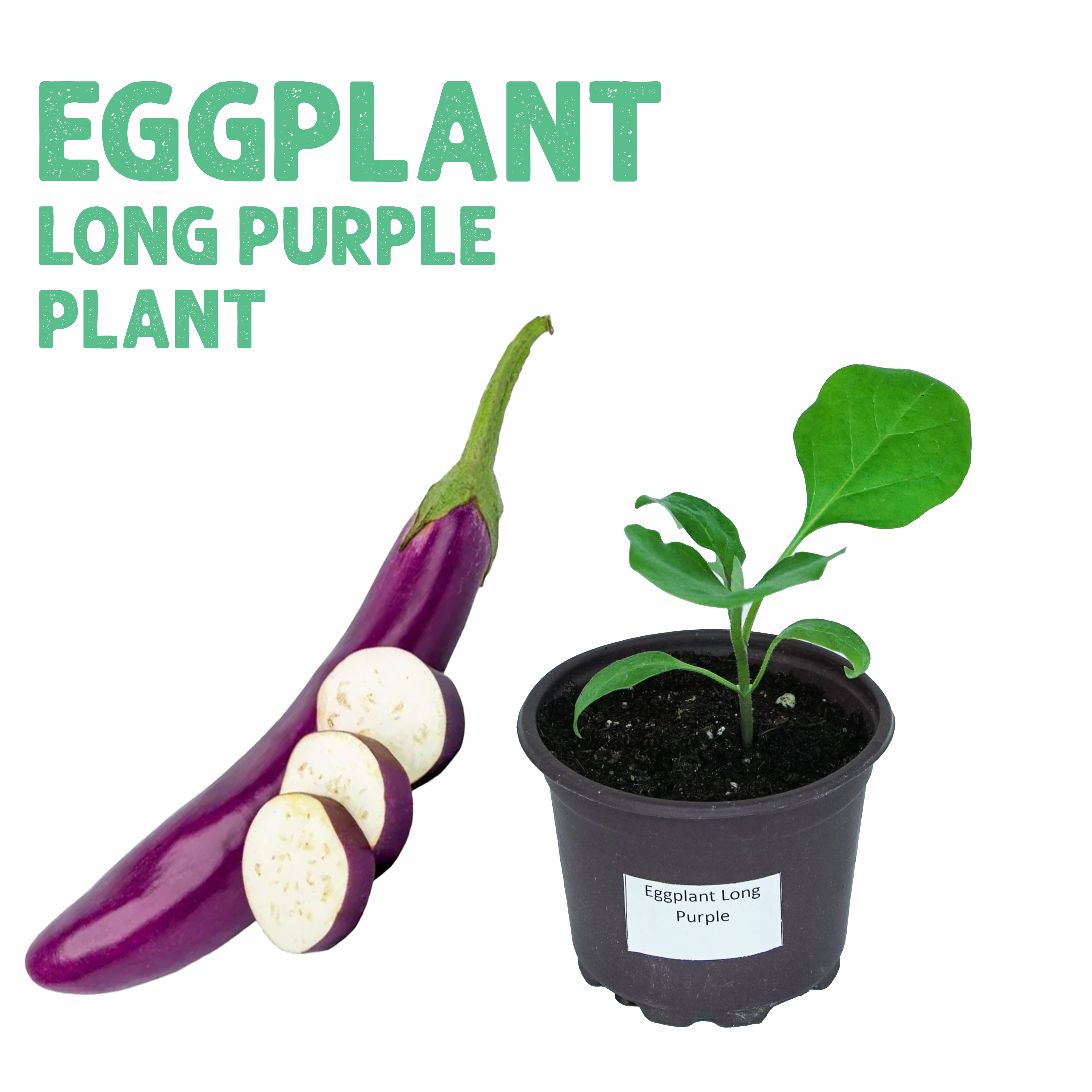 Eggplant Long Purple Plant