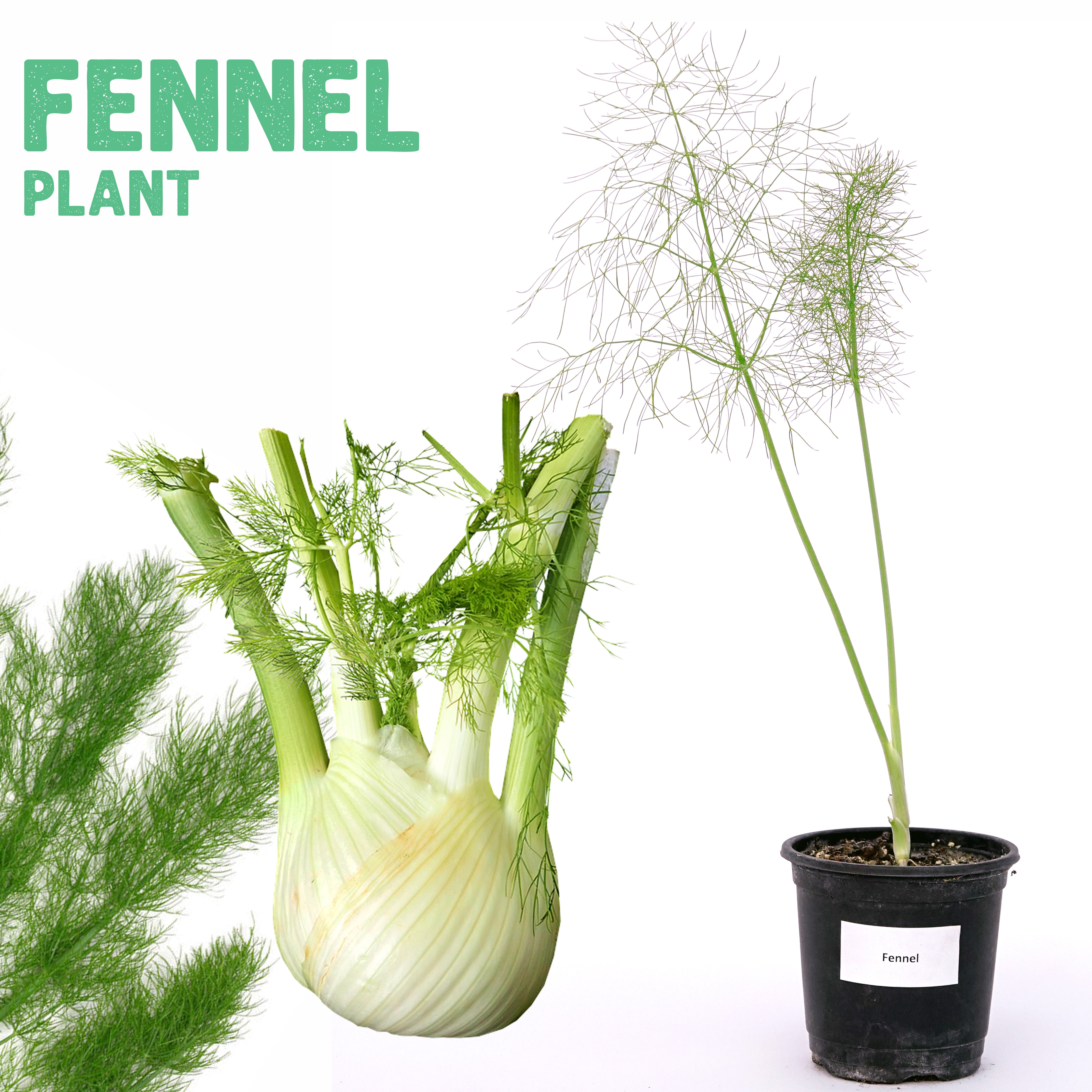 Fennel Plant Small