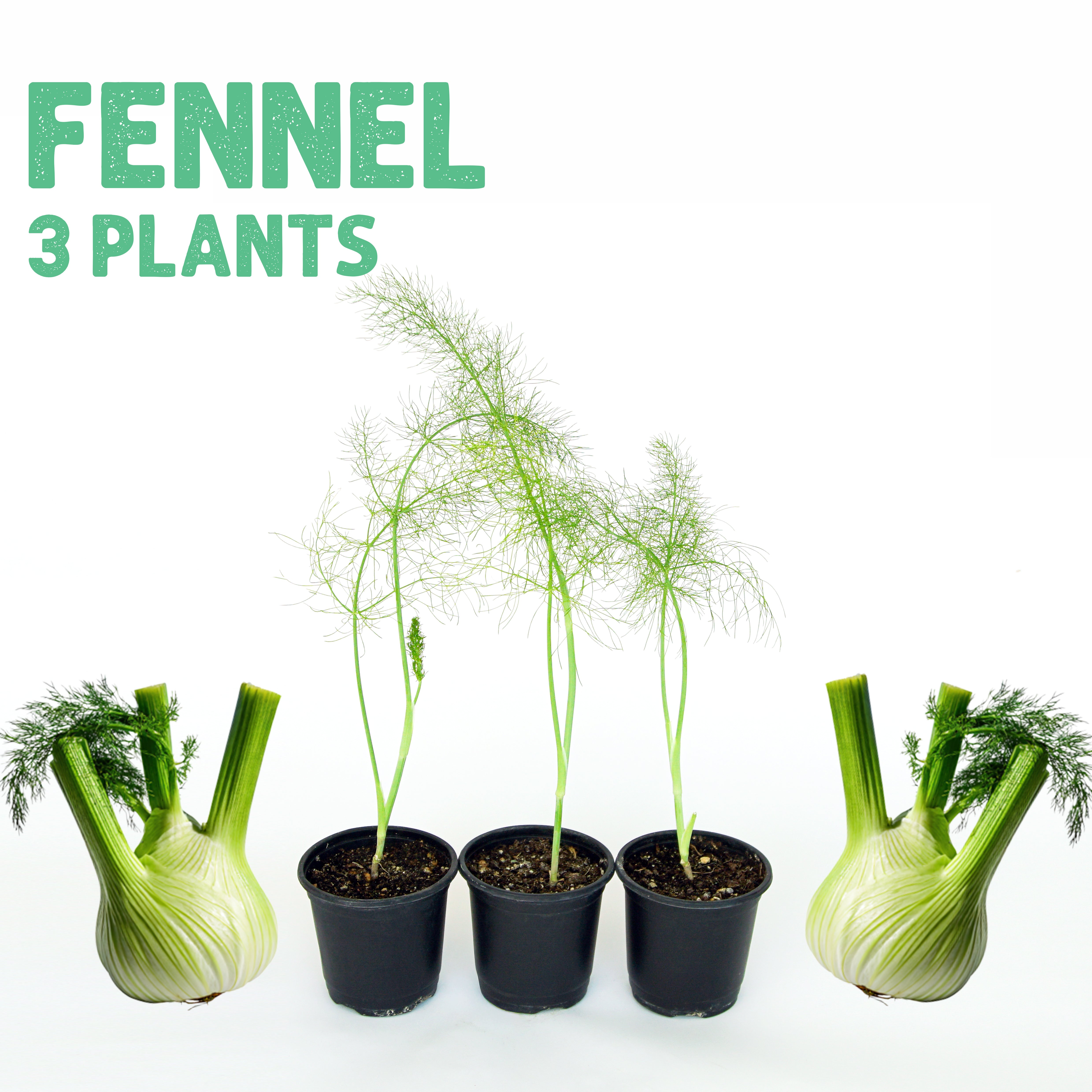 Fennel Plants 3x