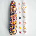 Corn Flint Rainbow