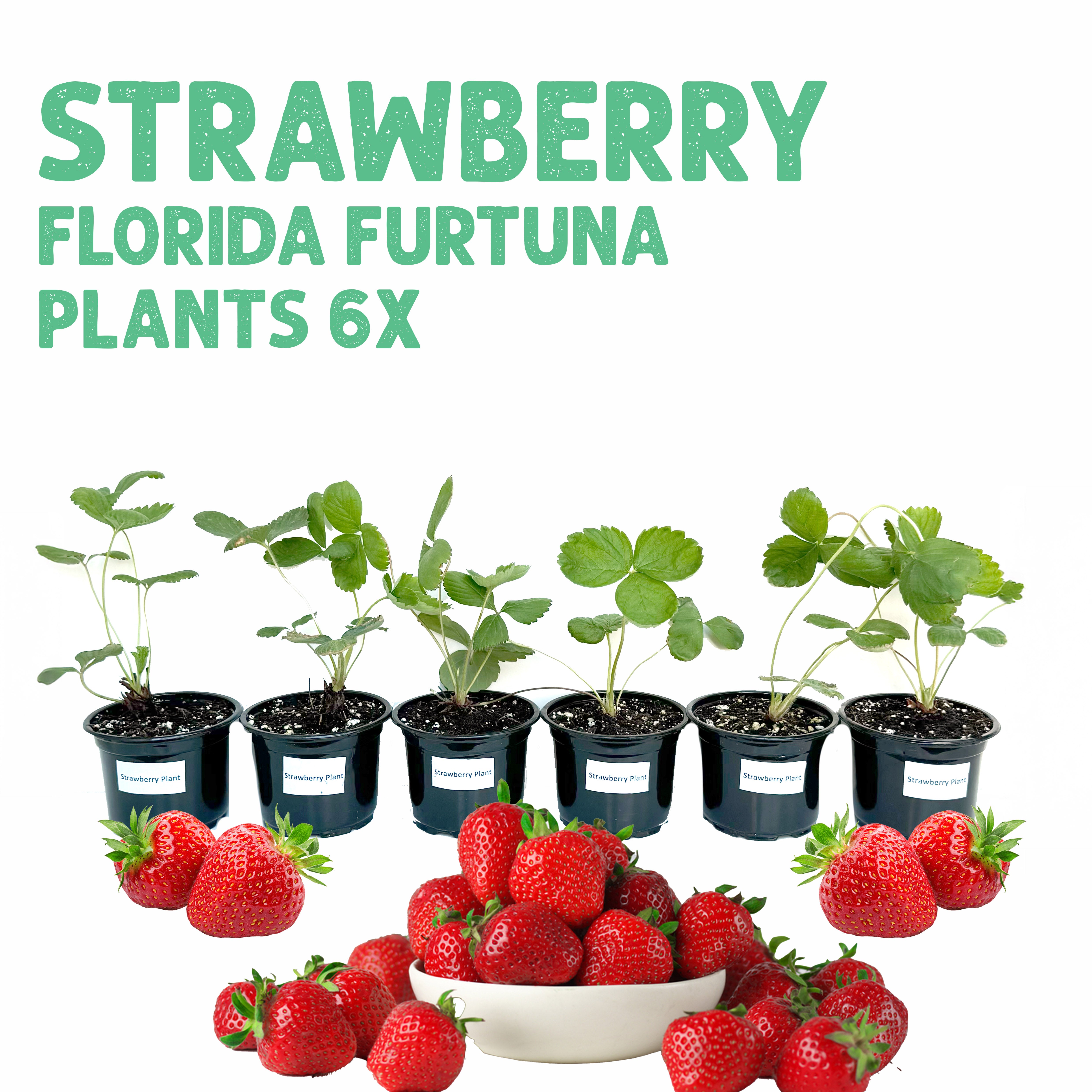  ٦ شتلات فراولة حمراء حلوة