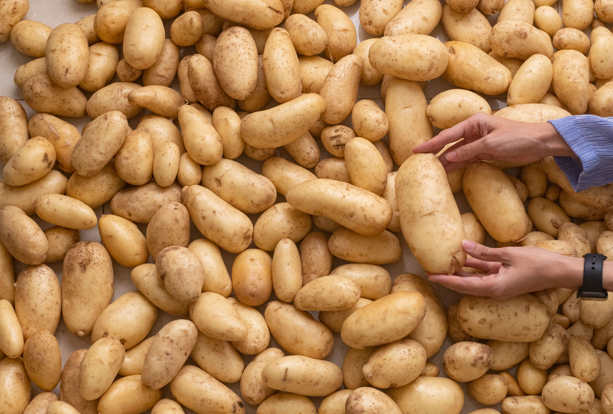 Potato harvest from my garden
