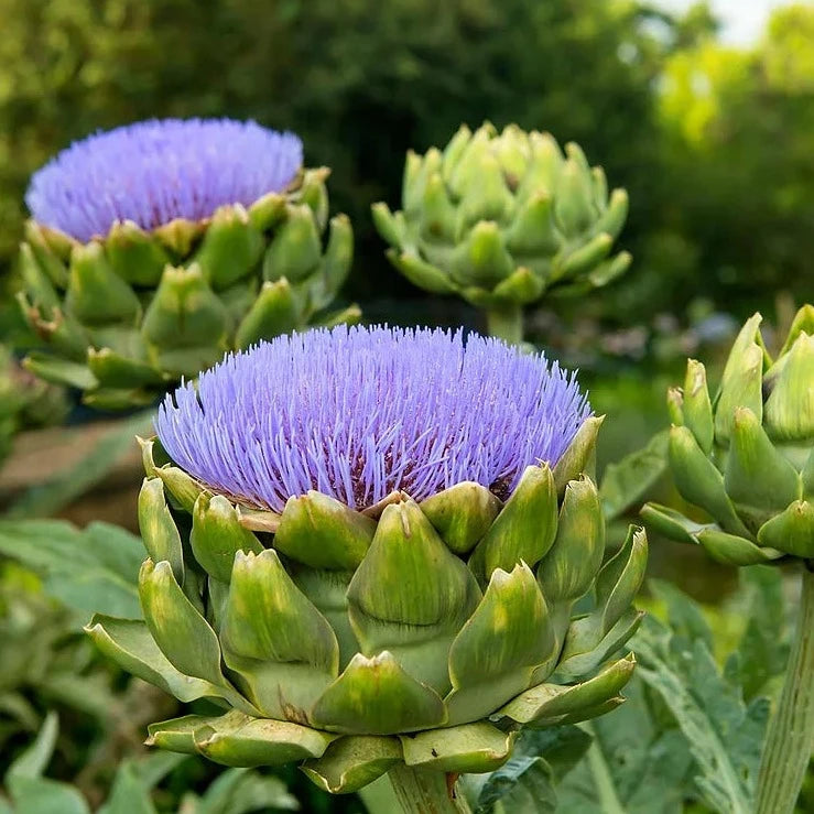 Artichoke Plant Large