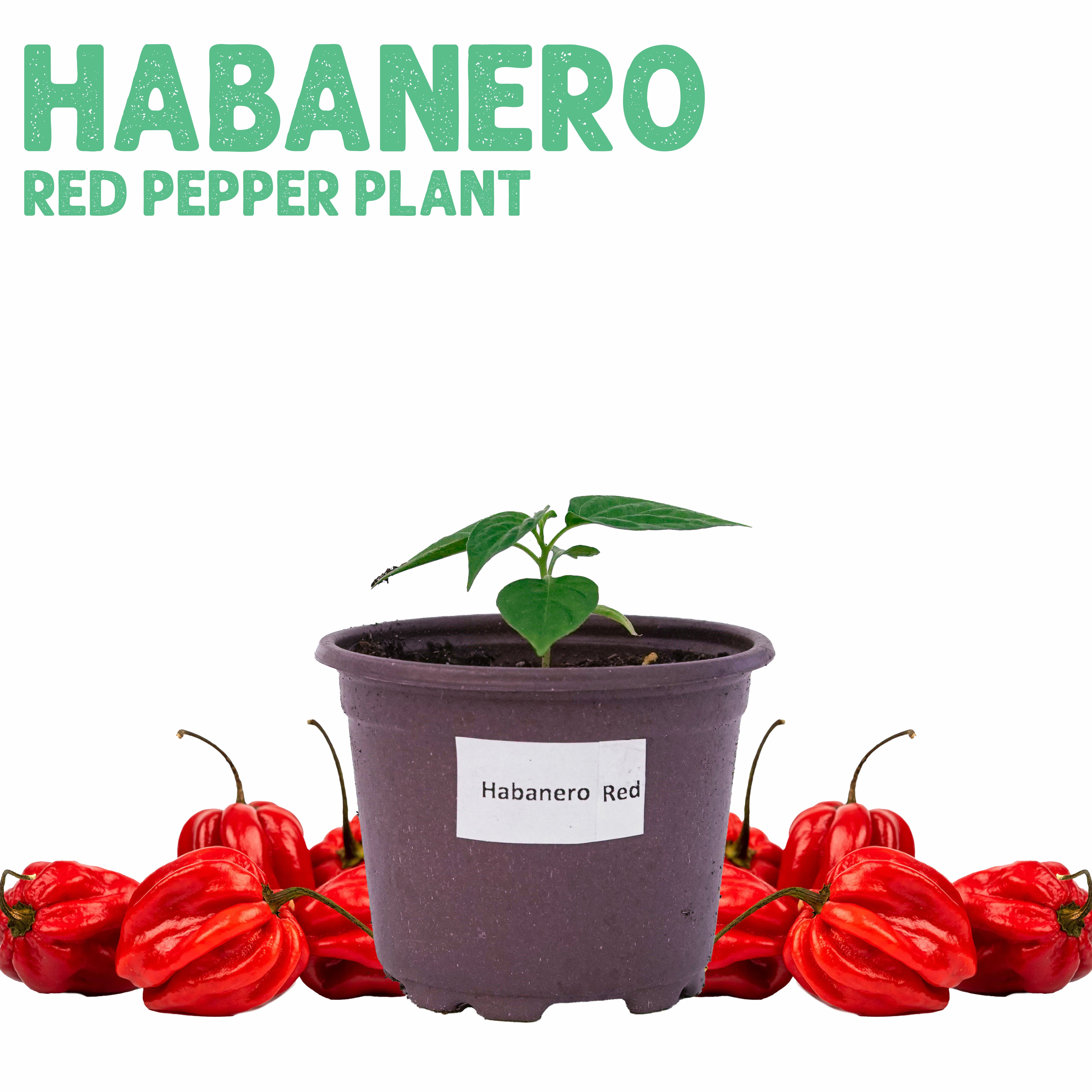 شتلة فلفل هابانيرو احمر