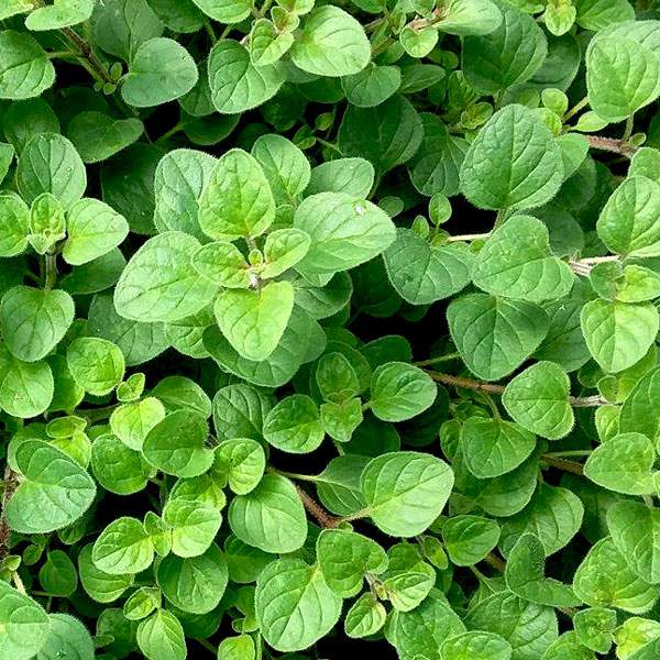 Oregano Common Italian