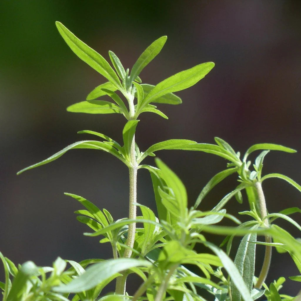 Summer Savory