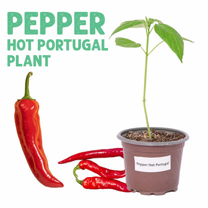 Pepper Hot Portugal Plant