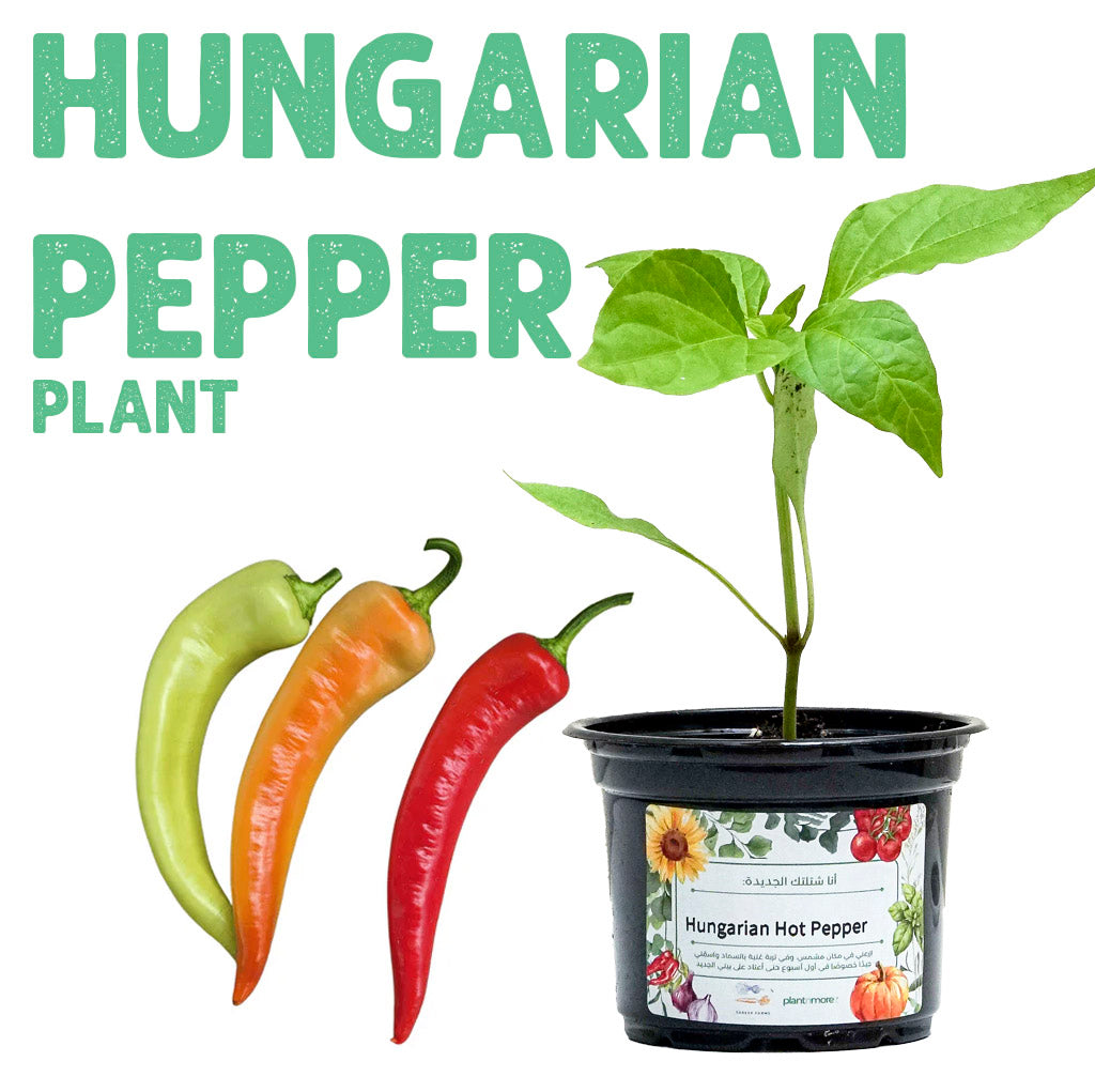 Hungarian Hot Pepper Plant