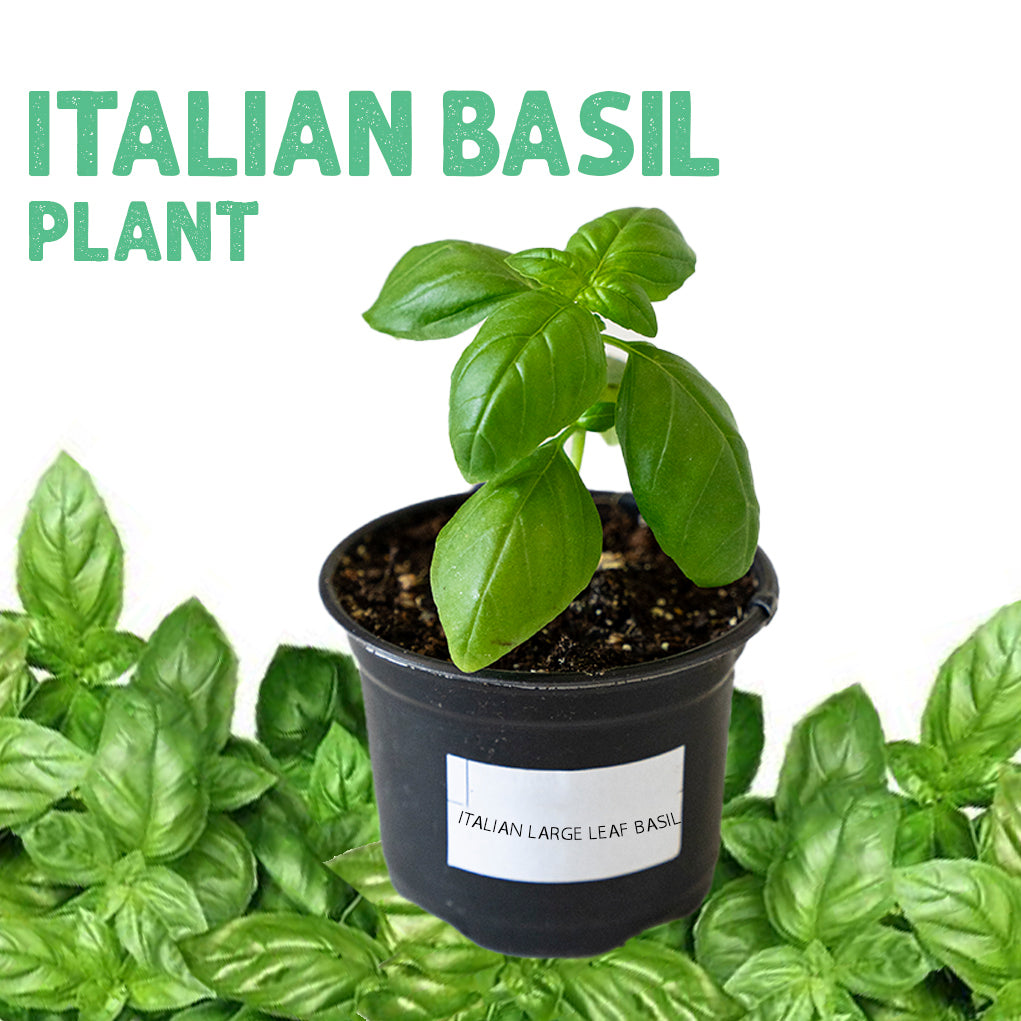 Italian Large Leaf Basil Plant