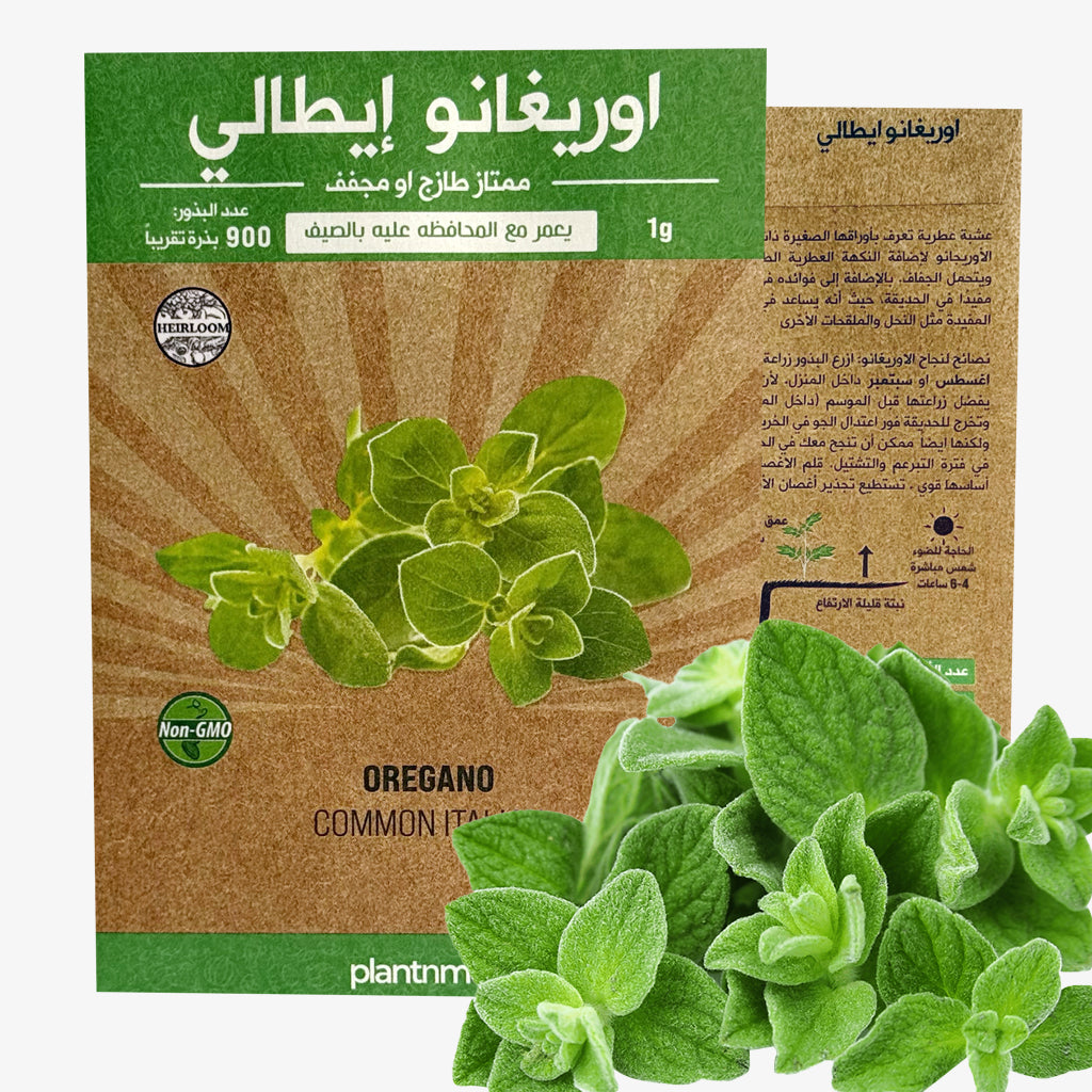 Oregano Common Italian