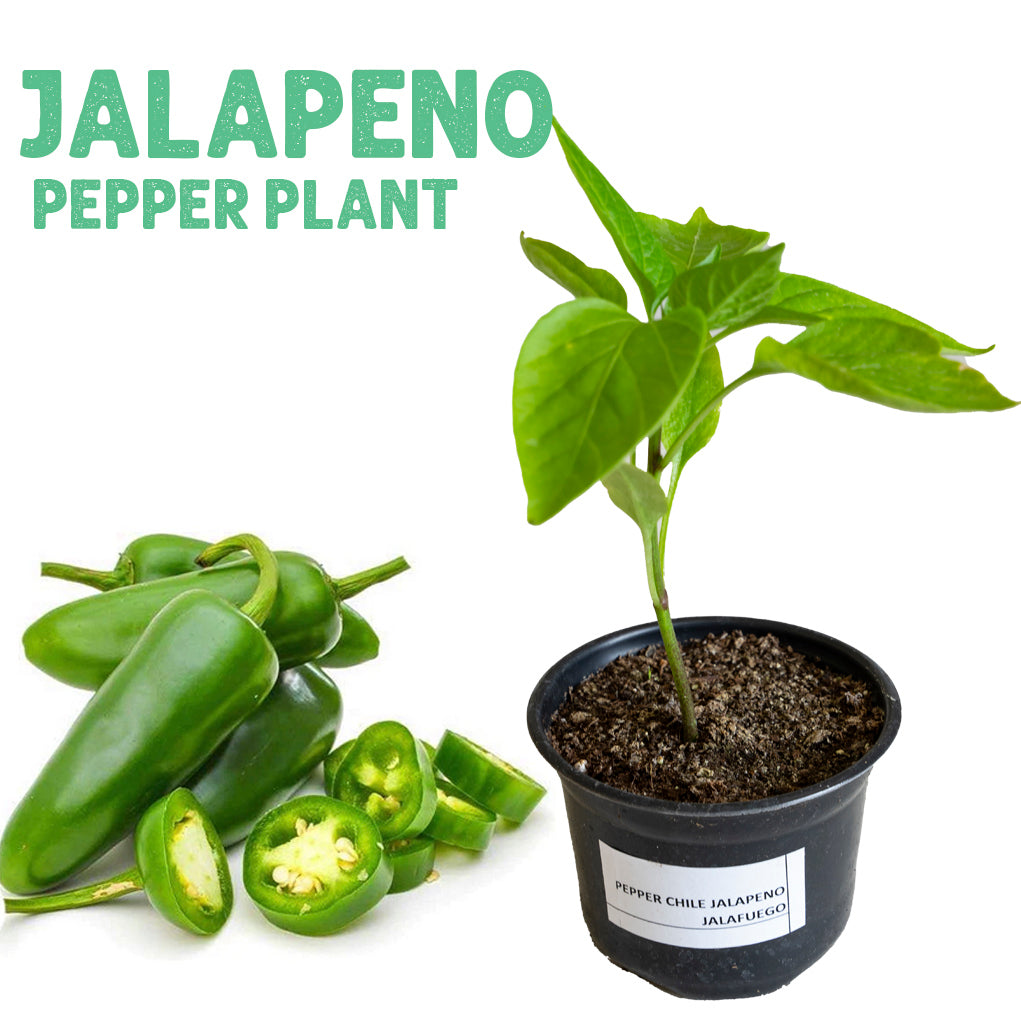 Jalapeno Jedi Pepper Plant