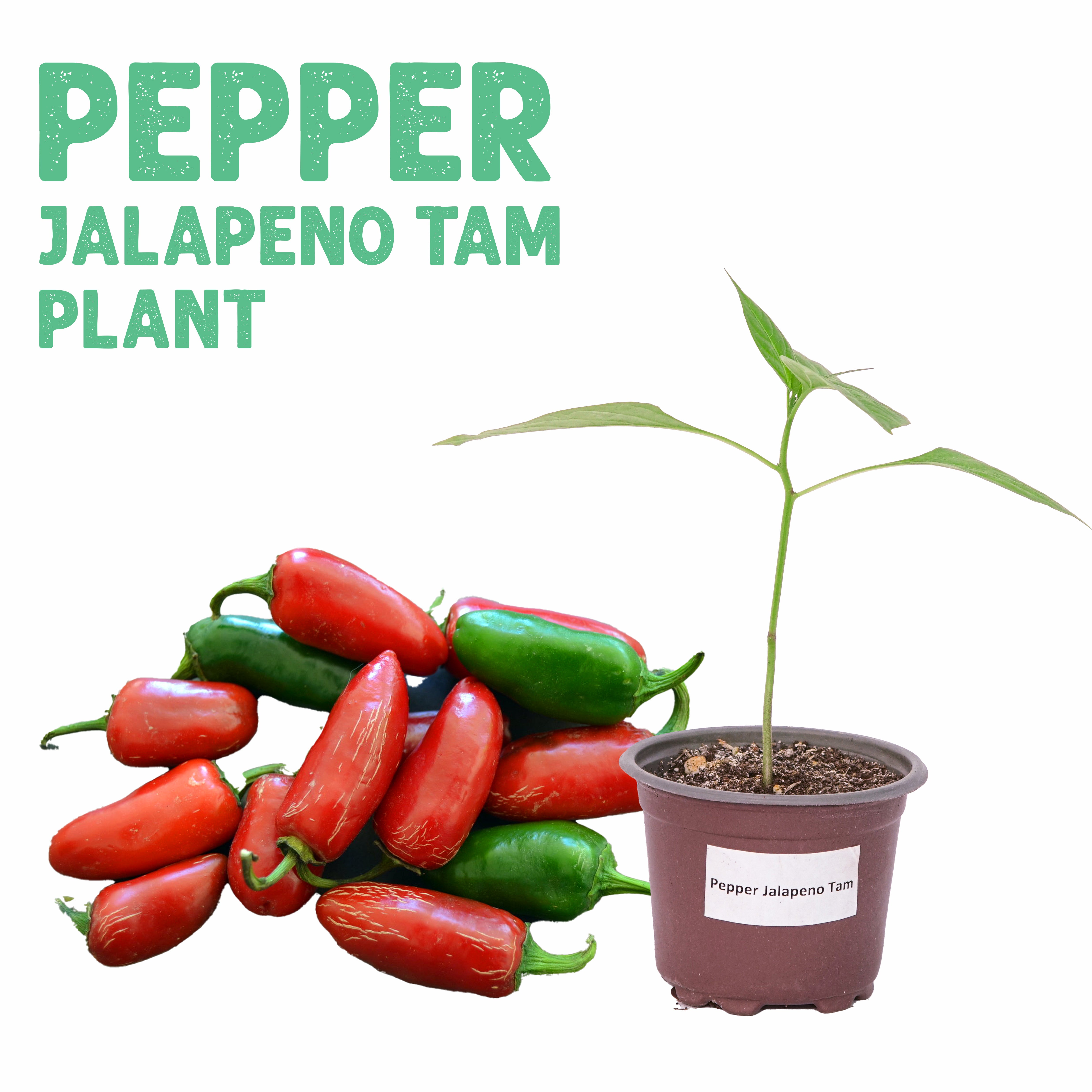 Pepper Jalapeno TAM Plant