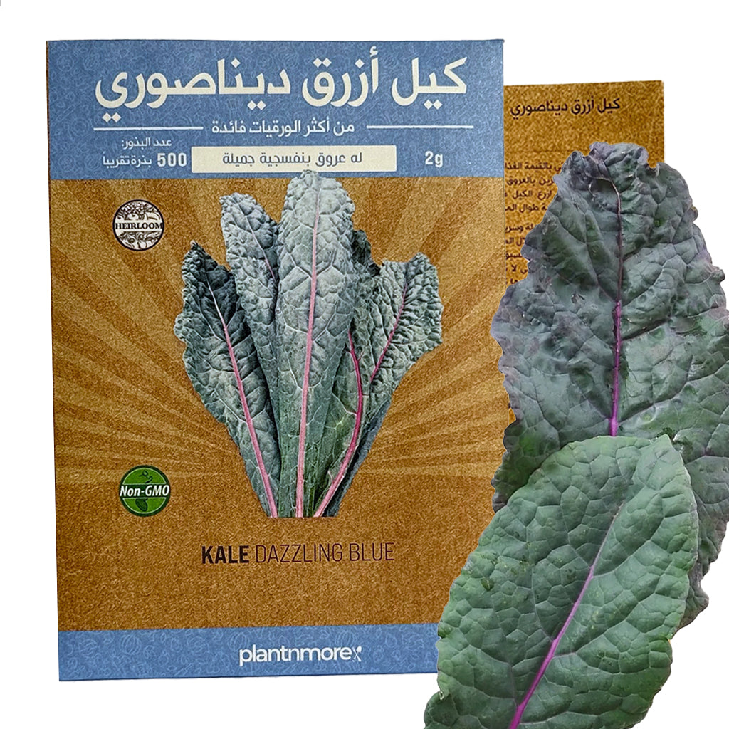 Kale Dazzling Blue