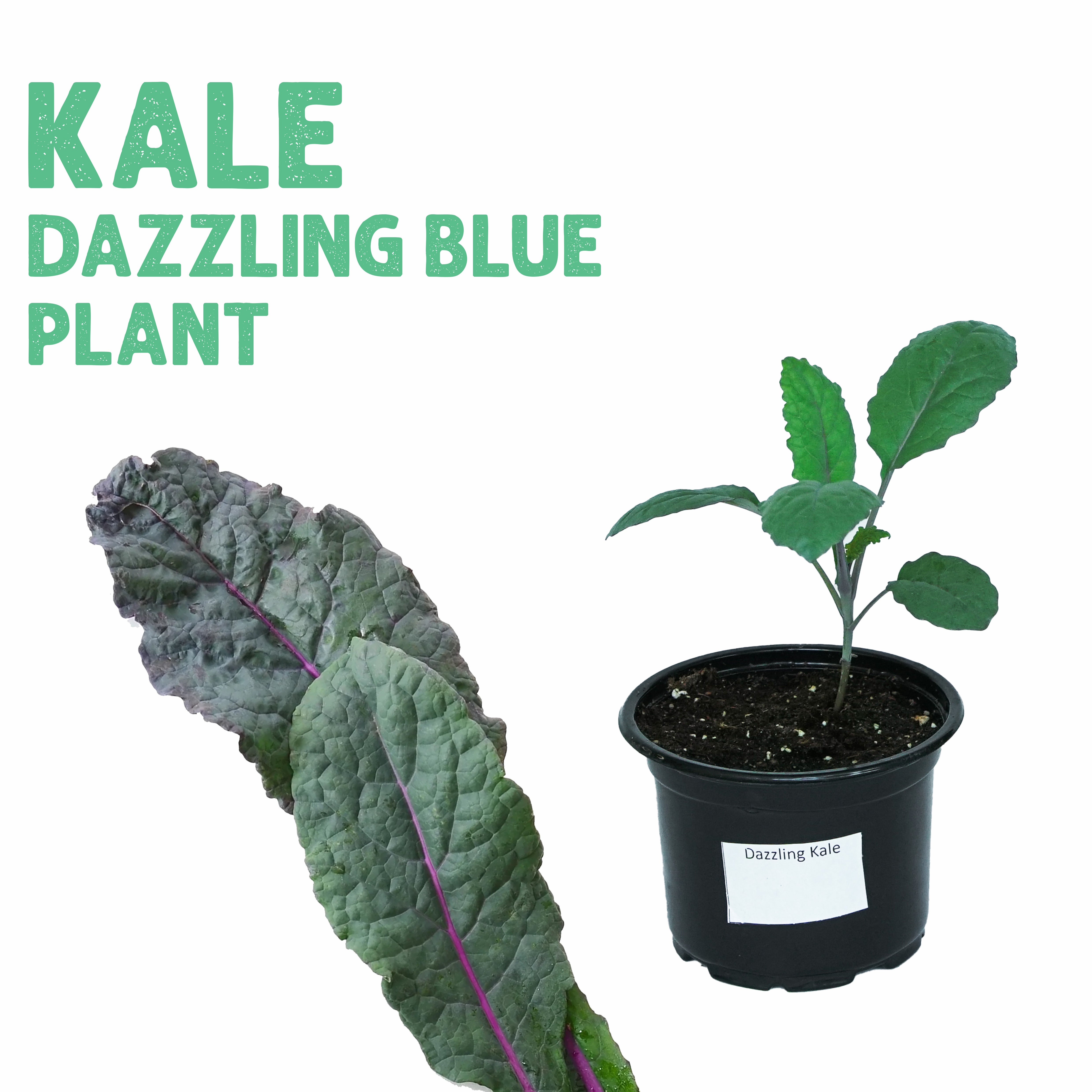 Kale Dazzling Blue Plant