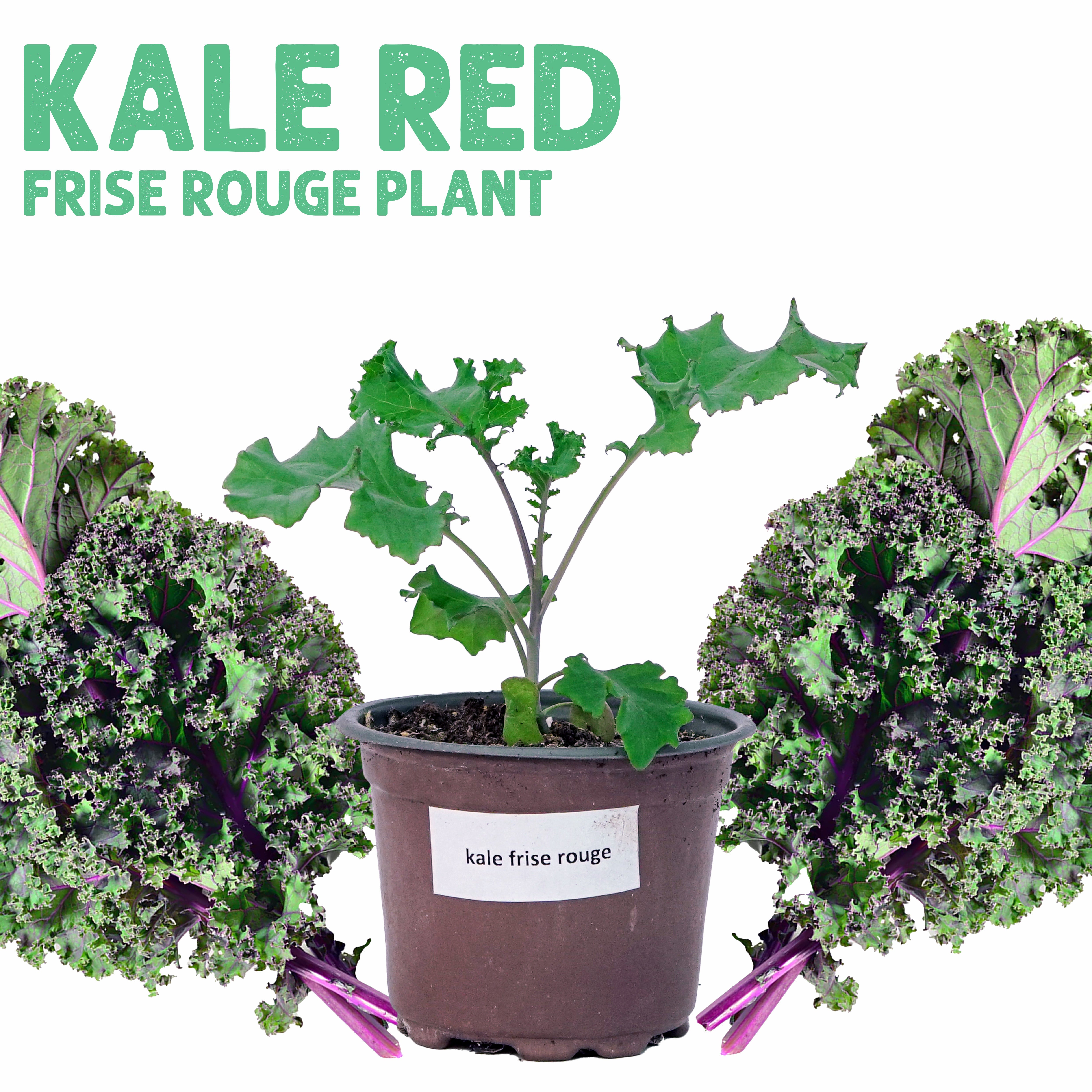 Kale Red Frise Rouge Plant