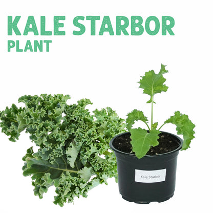 شتلة كيل ستاربور