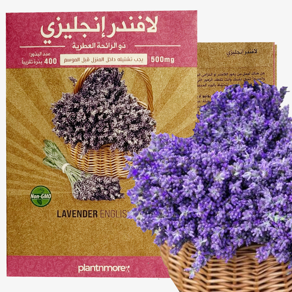 Lavender English