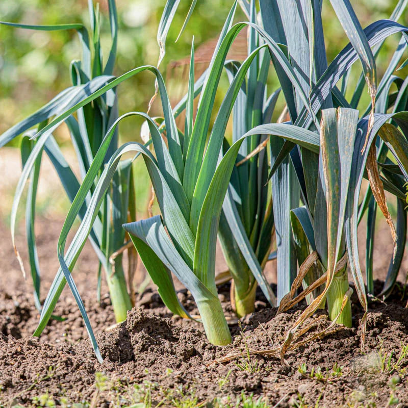 Leeks growing in the ground