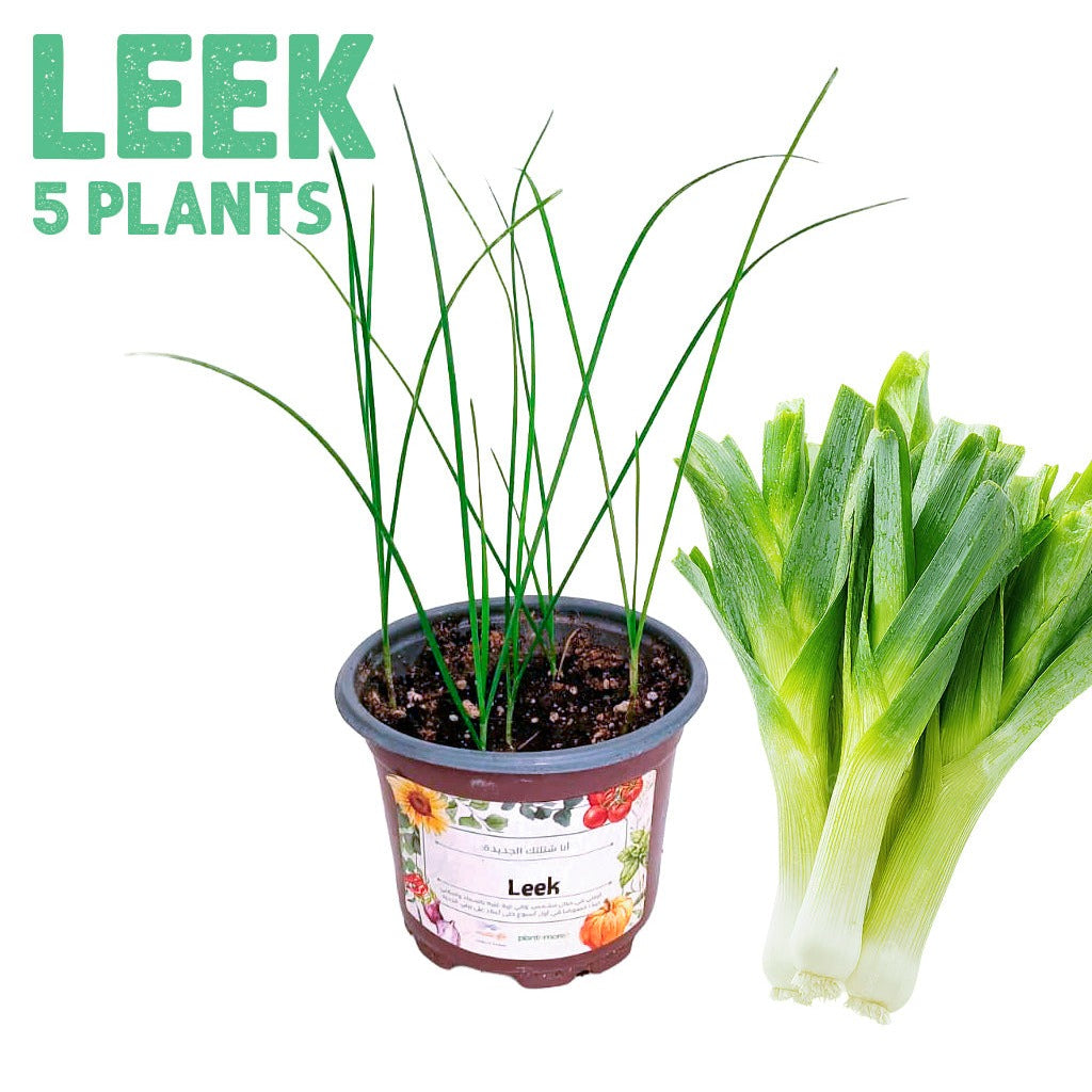 Leek Plants, pot of 5