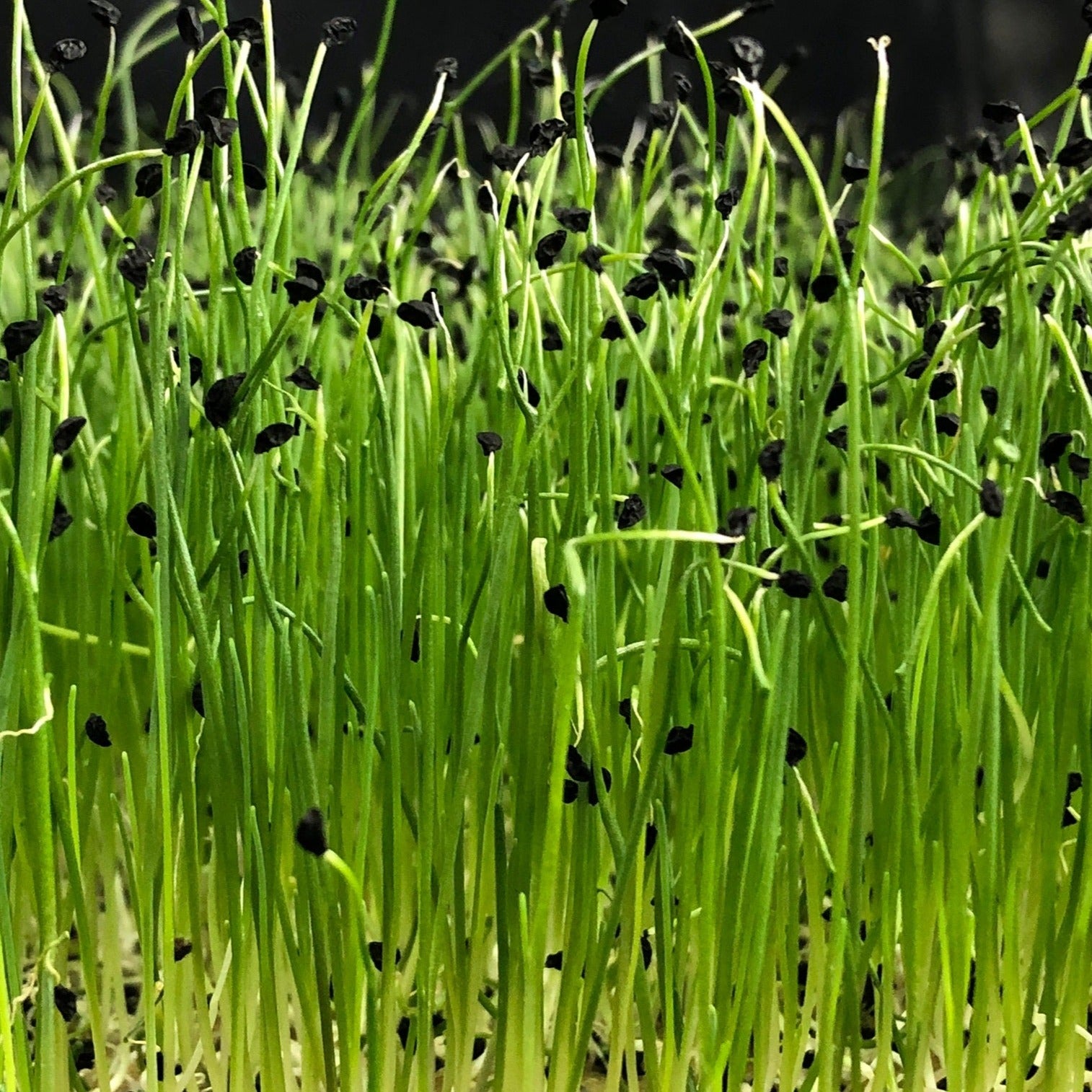 Leek Microgreens Seeds  1oz