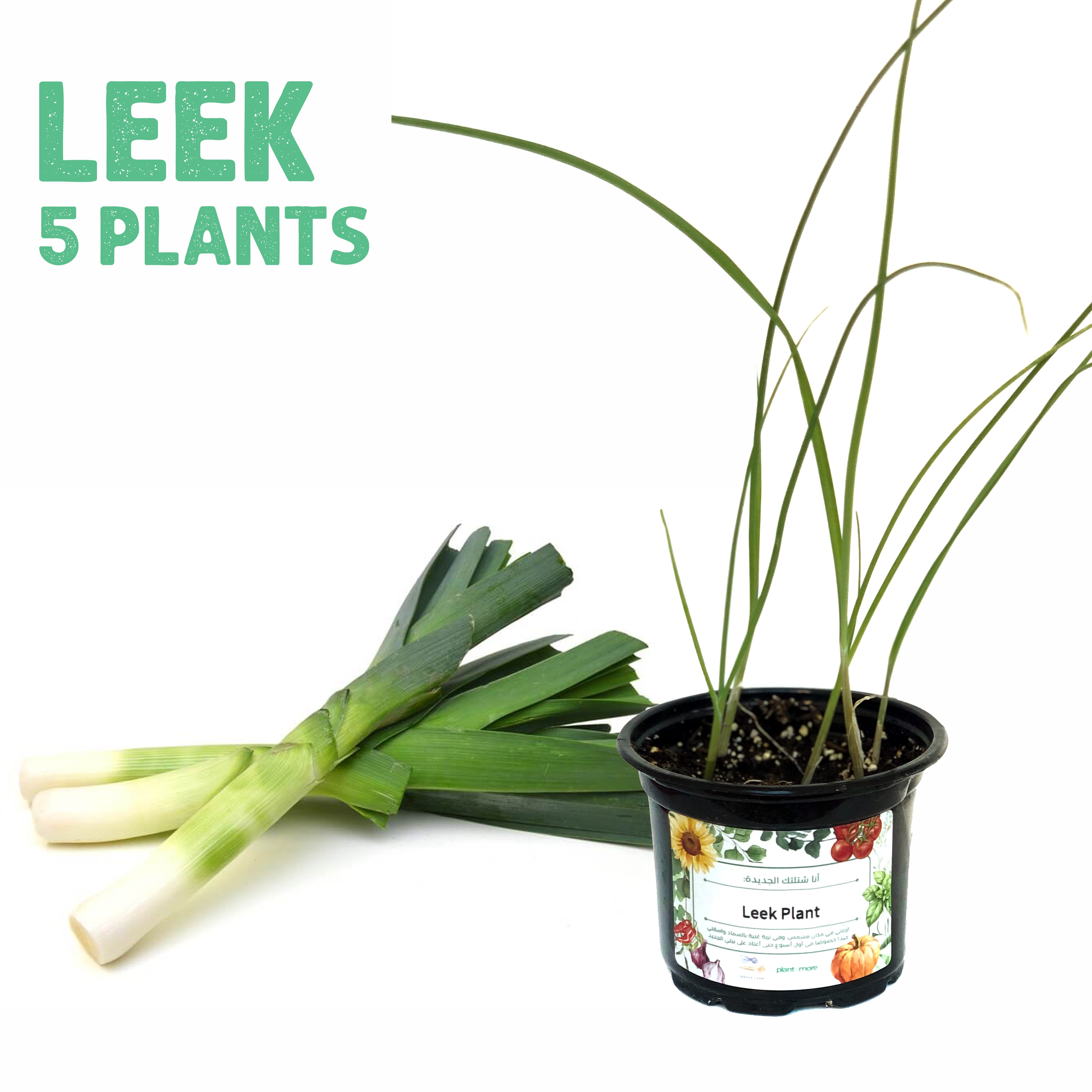 Leek 5 Plants
