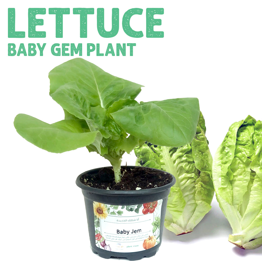 شتلة خس بيبي جيم