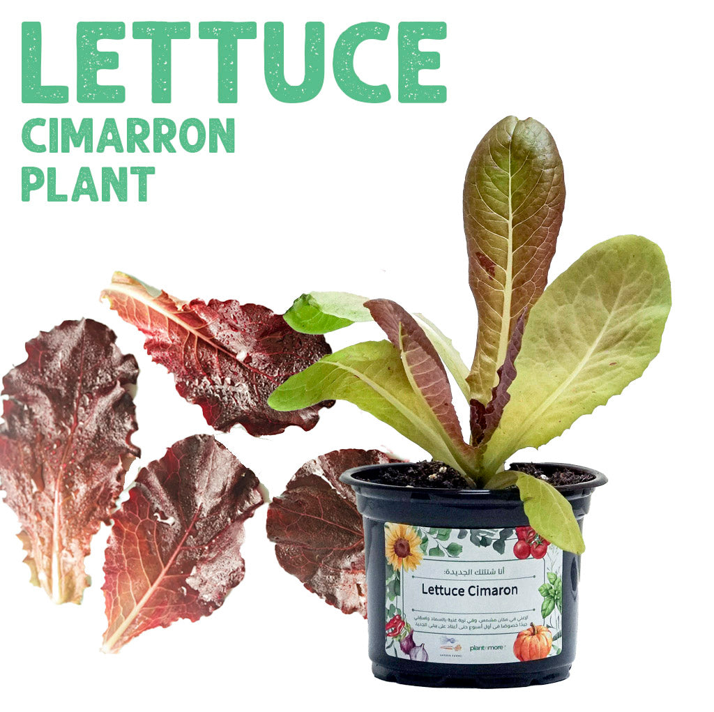 شتلة خس سيمارون